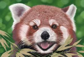 Red Panda Portrait 1 November 2019 Art By Aurelia Kids and beginners alike can now draw a great looking. red panda portrait 1 november 2019