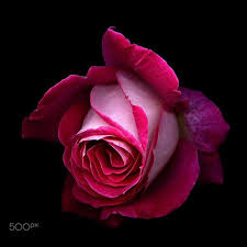 Now You Can Have Deep Rose Stickers Perfect For Any Car Pc Selfphone Or Window Our Deep Roses Flower Beautiful Rose Flowers Indigo Flower Beautiful Flowers