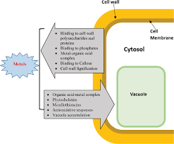 We did not find results for: Pdf Cellular And Ultrastructure Alteration Of Plant Roots In Response To Metal Stress Semantic Scholar