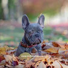 Sehen sie sich ergebnisse an für puppy dog French Bulldog Puppies Pacific Northwest Pets Lovers