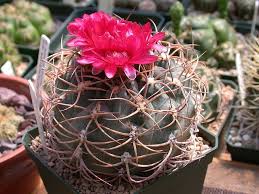 Birthday, winter, and yucca valley. G Carminanthum Or Oenanthemum Cacti And Succulents Cactus Flowers Cactus Plants