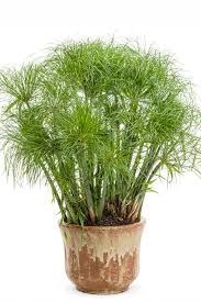 Image result for Cyperus papyrus
