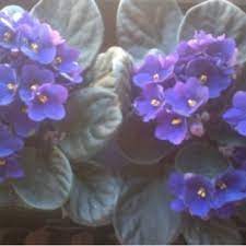 When not growing, propagating, going to my local club. Pdf Effect Of Plant Growth Regulators On The Propagation Of African Violet Saintpaulia Ionantha H Wendl From Leaf Cuttings