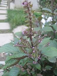 Image result for Coleus longipetiolatus