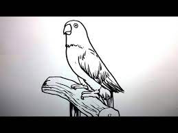 Anda pecinta burung lovebird sejati? Menggambar Burung Youtube