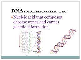 Are sections of dna that contain instructions for making proteins. Warm Up 1 What Kind Of Biomolecule Is Dna 2 What Function Does It Have 3 What Are The Building Blocks Ppt Download