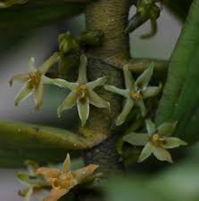 Image result for Tridactyle anthomaniaca