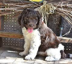 Beautiful Newfypoo Baby Dogs Cute Funny Dogs Puppies For Sale