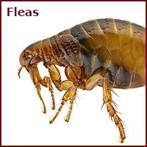 It was owned by several entities, from beke acomb of white directory publishers to contact privacy inc. Advanced Pest Solutions And Control Bartlesville Owasso Ok