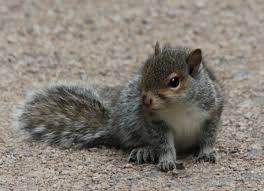 Baby Squirrels City Wildlife