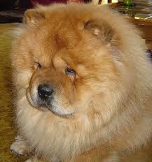 chow chow rowdy by ccfabulous via flickr porody sobak fotografii sobak shenki