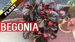 Begonia Plant Care How To Grow And Propagate Begonia Cuttings Garden Tips In English Youtube