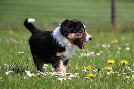 Die ist abgabe bereit, geimpft, entwurmt und gechipt. Berner Sennenhund Charakter Gewicht Pflege