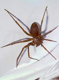 Pin On Spiders