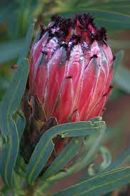Growing Proteas