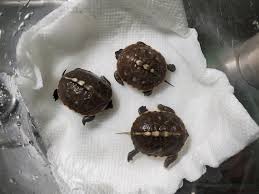 3 Baby Eastern Box Turtles Emerge After Salvaged From Dying Mother On Hatteras Island Wghp Fox8