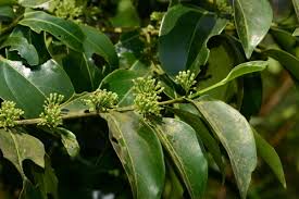 Image result for Canthium glaucum