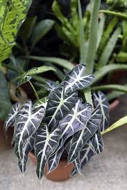 It is thick but its leaves are brittle and look like beautiful ovals that resemble the shape of a heart. Pfeilblatt Alocasia Pflanzen Und Pflegen Freudengarten