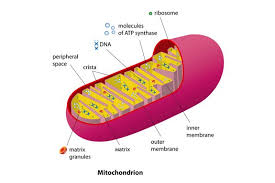 We did not find results for: Mitochondria Definition Examples Diagrams