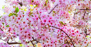Download now bunga sakura gugur bergerak wallpapers. Animasi Bergerak Wallpaper Bunga Sakura Gugur Cikimm Com