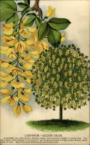 Image result for Laburnum