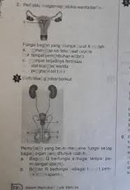 Mengetahui perkembangan embrio pada tahap pembelahan dan blastulasi. 2 Perhatikan Organ Reprod Lihat Cara Penyelesaian Di Qanda
