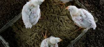 Em 25 de setembro de 2006 a comissão veterinária e cientifica da fci reuniu em bruxelas para discutir vários pontos com especial destaque para a influenza aviar . Virus Da Gripe Aviaria Ja Contaminou Cerca De 300 Pessoas Este Ano Onu News