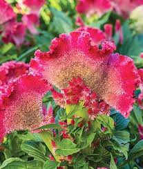 How To Grow Crazy Colorful Celosia Flowers Gardener S Path