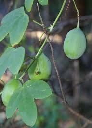 Image result for Passiflora subpeltata