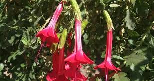 Image result for Cantua