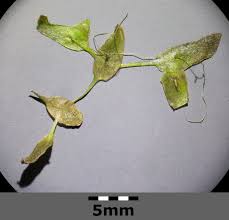 Image result for Lemna trisulca