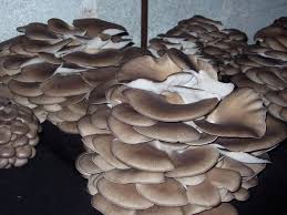 Cultivo comercial de la orellana. Imagenes Cultivo De Setas De Ostra Pleurotus Ostreatus Cogumelos Comestiveis Jardinagem Cogumelos