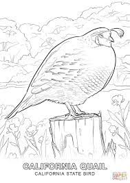 California State Bird Coloring Page From California Category Select From 27007 Printable Crafts Of Bird Coloring Pages Coloring Pages Detailed Coloring Pages