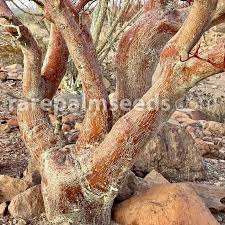 Image result for Triumfetta brachyceras
