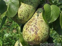For example, some leaves appear long and narrow; On A Pear Curl Leaves Than To Treat Pear Leaf Disease Why Blacken And Fall Off