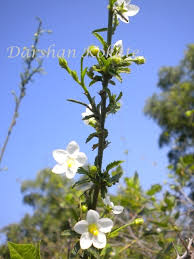 Image result for Hibiscus micranthus