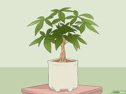 Your bonsai money tree will let you know when it needs water because its leaves will dry and crinkle. Pin On Money Tree Care