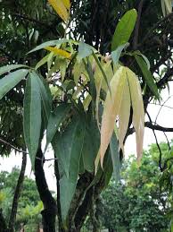 Image result for Lepisanthes