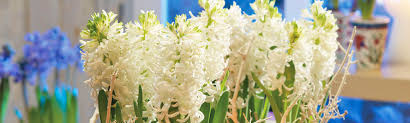 Maybe you would like to learn more about one of these? Bulbi A Fioritura Primaverile Come E Quando Piantarli Il Germoglio