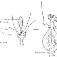 It is the head of the stamen and is responsible for producing the pollen which is transferred to the pistil or female parts of the same or another flower to bring about fertilization. Diagram Of Squash Flowers Illustrating Floral Parts The Staminate Or Download Scientific Diagram
