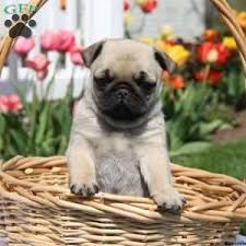 Both puppies parents are our dogs. Miniature Pug Puppies For Sale Greenfield Puppies