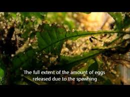 Feed your koi fish as much food as they will eat in about a couple minutes. Koi Eggs And The Hatchlings Youtube