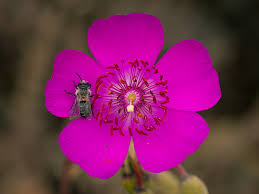 The climate of chile is very diverse. 30 Wildflowers Of Central Chile Coigue Expeditions
