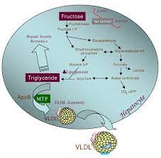 Fructose Insulin Resistance And Metabolic Dyslipidemia Nutrition Metabolism Full Text