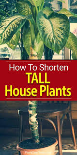 How To Shorten Tall Houseplants Plants House Plant Care Corn Plant