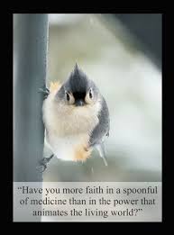 Have You More Faith In A Spoonful Of Medicine Than In The Power That Animates The Living World Chiroprac Chiropractic Quotes Chiropractic Chiropractic Care