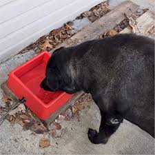 It actually turns on as soon as your dog puts his nose about 3 inches away from the sensor. The Best Heated Water Bowls For Dogs In Cold Weather In 2020