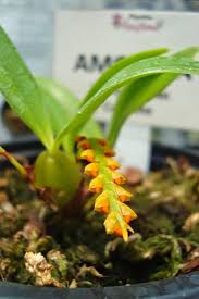 Image result for Bulbophyllum fuscum