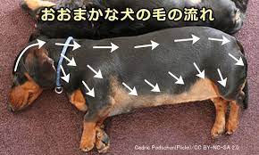 犬のブラッシングのやり方 完全ガイド