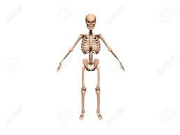 The skeleton of invertebrates, which may be either external or internal, is composed of a variety of hard nonbony substances. Human Skeleton With All Bones Stock Photo Picture And Royalty Free Image Image 156557256